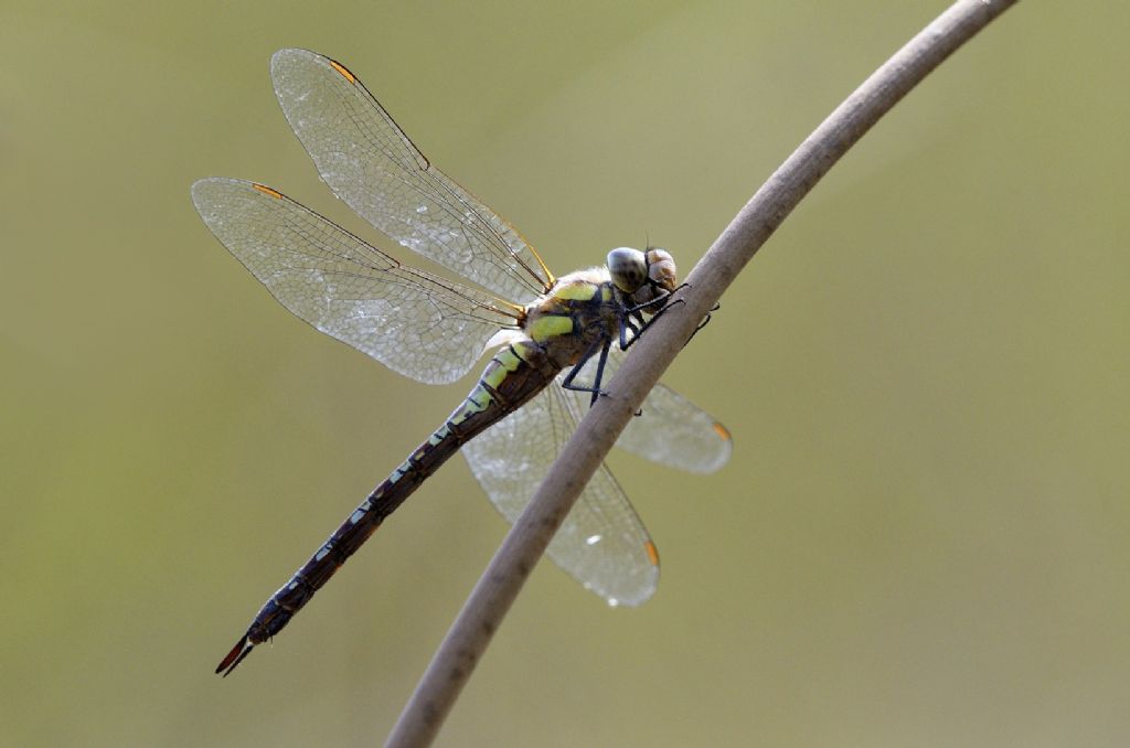 Aeshna mixta fem.